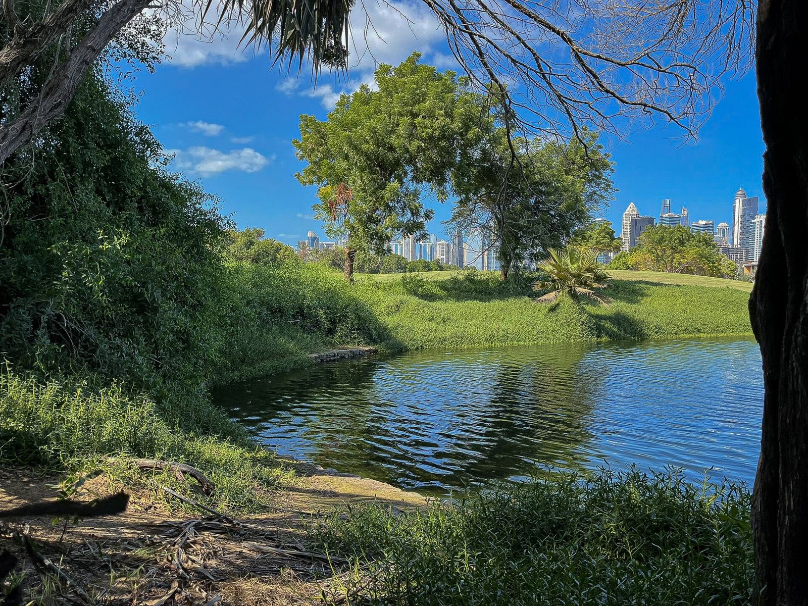 Lakeside greenery in a Dubai community